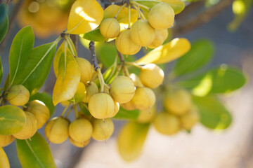 黄色く熟したトベラの実