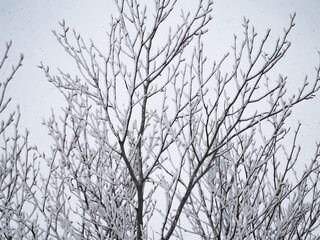 Obraz premium 雪山の木