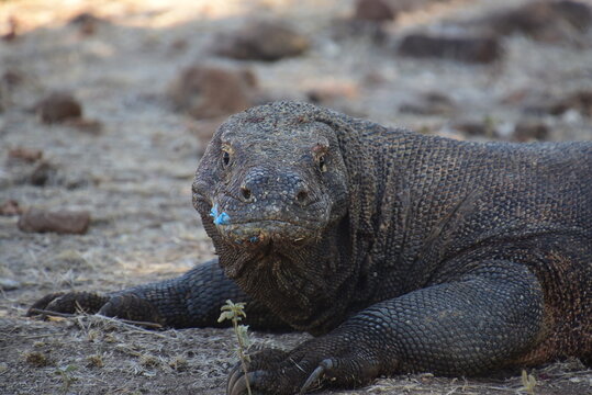 Dragon Komodo