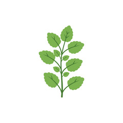 Lemon Balm Herb Icon Clean Flat 2D Plant Form Botanical Vector Illustration