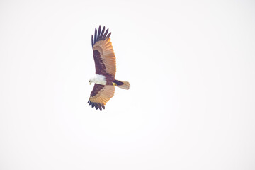 Obraz premium eagle in flight