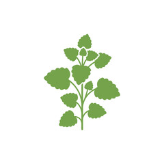 Naklejka premium Lemon Balm Plant Compact Flat Herbal Design Botanical 2D Vector Illustration