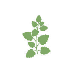 Lemon Balm Plant Icon with Simple Clean Flat Botanical Form Vector Illustration