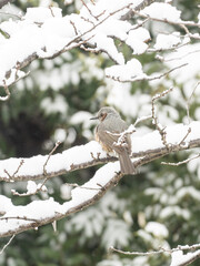雪とヒヨドリ