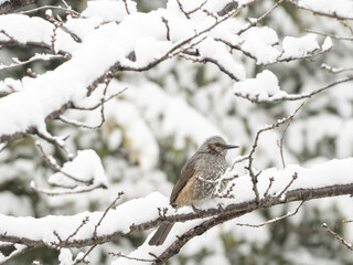 雪とヒヨドリ