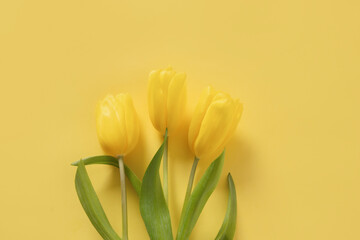 Naklejka premium Yellow tulips on bright yellow spring background
