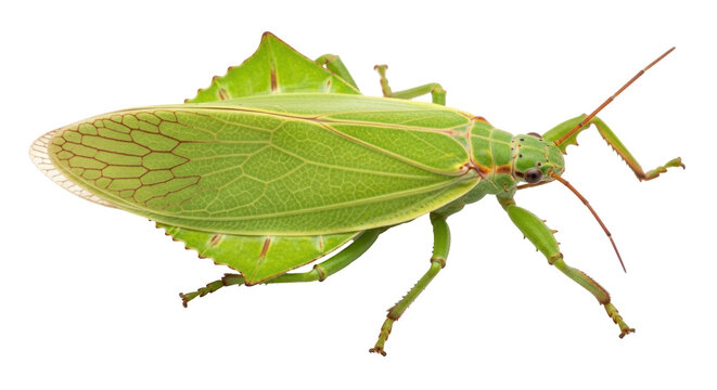 Giant leaf insect isolated PNG, green Phyllium giganteum walking, exotic tropical bug with leaf-like wings on transparent background
