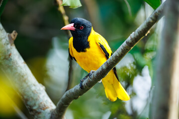 Oriolus xanthornus. A species of birds of the oriole family, there are five subspecies. They are widespread in Asia.