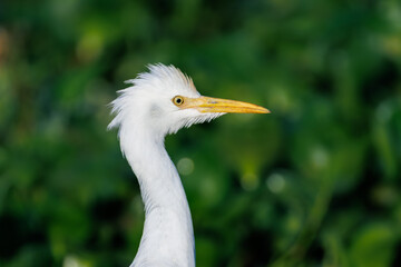 great white heron