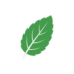 Single Mint Leaf with Serrated Edges Solid Green Herbal Flat 2D Vector Illustration © Vector Alchemy 