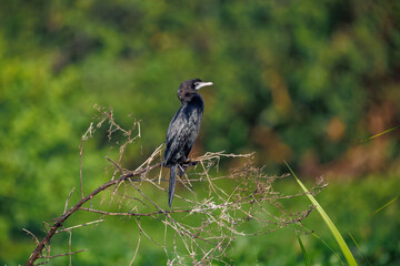 Fototapeta premium crow on the ground