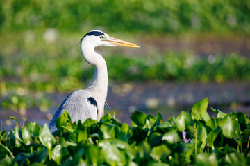 great blue heron ardea cinerea