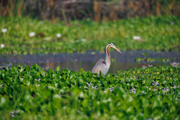 Fototapeta premium white stork in the grass