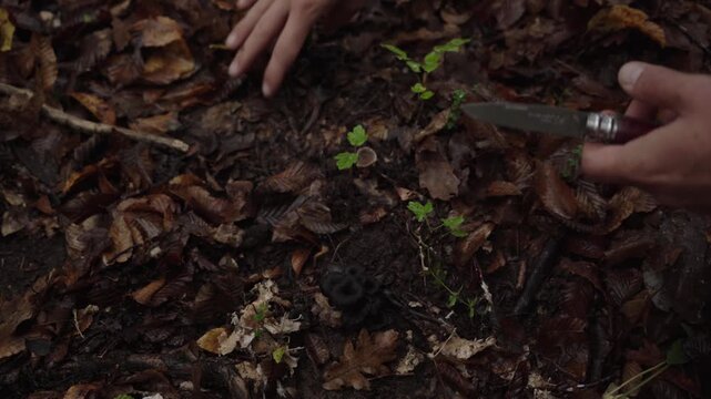 Hands using a knife to harvest wild black trumpet mushrooms from the autumn forest floor.