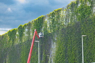 Red cherry picker elevates worker to maintain lush green vertical garden wall under cloudy sky with streetlights visible below © Vlad Yakubovskiy