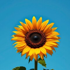 Naklejka premium Vibrant Sunflower Bloomed Against Clear Blue