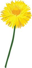 Dandelion Flower Illustration Icon