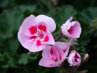 花壇のかわいいゼラニウム