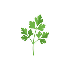 Parsley Branch Set Illustration Fresh Herb Leaves Green Plant Vector Icon