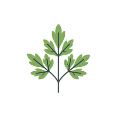 Obraz premium Parsley Herb Motif Design with Lush Green Leaves for Cooking and Garden Projects