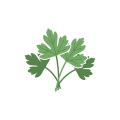 Parsley Herb Patch Icon with Fresh Green Leaves for Culinary, Garden, and Cooking Themes