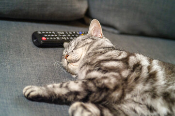 cat and tv remote control