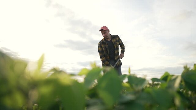 Farmer hoeing soybean field at sunset. Agricultural worker using hoe to maintain soybean crops. Dedicated farmer hat plaid shirt working soybean field. Worker hoeing soybean plants for better yield.
