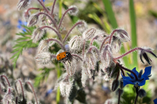 (Clytra quadripunctata) Leaf eater on borage with blue flowers (Borago officinalis)