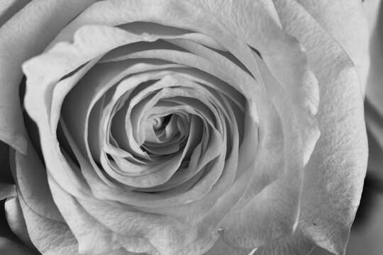 Dramatic black and white macro of rose center. Swirls of petals create graphic abstraction and play of shadows.
