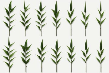 Obraz premium Green bamboo leaves arranged in a repeating natural pattern on a white background