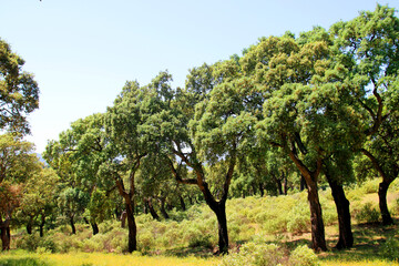 Fototapeta premium Korkeichenwald (Quercus suber) in der Toskana, Grosseto, Maremma, Italien, Europa