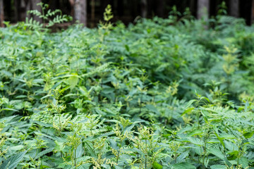 Obraz premium Nettle, forest floor vegetation, Bialowieza Forest, can be used as a background