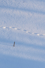 Animal tracks in the snow in a winter landscape. Animals in the wild. Snow cover. Winter precipitation. Paw prints. Cold weather. Walking cats and dogs. Habitat of foxes, hares, wolves.
