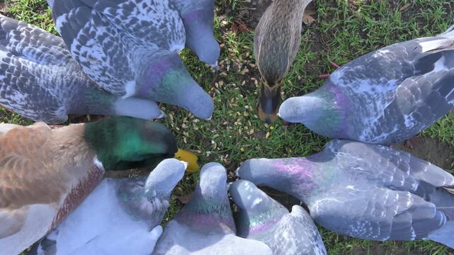 Feral Pigeons (Columba livia) and Mallard Ducks (Anas platyrhynchos) eating birdseed left on the ground, from above. December, Kent, UK [Half speed]