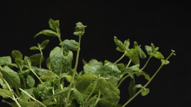 Hand picks single mint leaf from fresh sprig against dark background with water droplets visible on surface