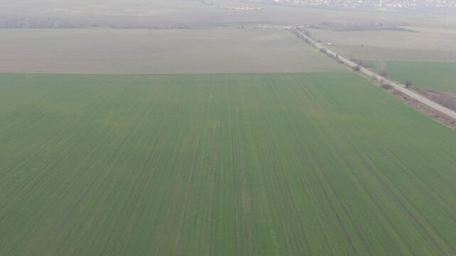 Expansive countryside wheat field with young green shoots arranged in parallel tracks forming geometric patterns from aerial perspective