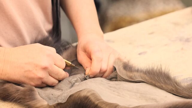 Close view of a furrier knife moving across an animal pelt in a traditional northern workshop. Manual preparation of natural material for winter garments, reflecting heritage craft and cold climate 