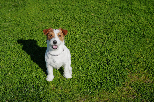 Jack russell terrier on the grass. Copy space, background.