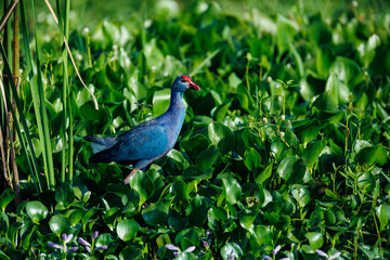 black crowned night heron