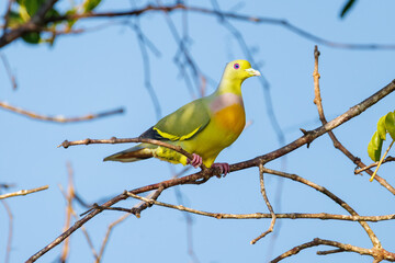 blue tit on branch © smirs