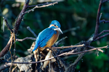 Obraz premium lilac breasted roller