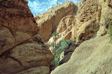 Canyon of Chebika mountain oasis in Tozeur Governorate, Tunisia