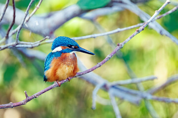 kingfisher on branch