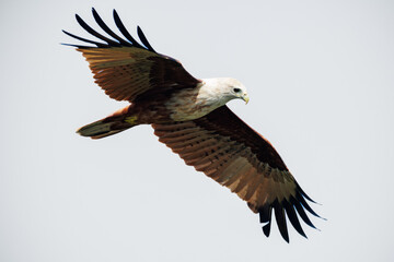 Obraz premium osprey in flight
