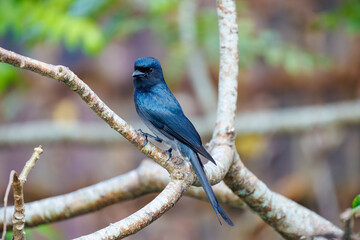 Fototapeta premium lilac breasted roller