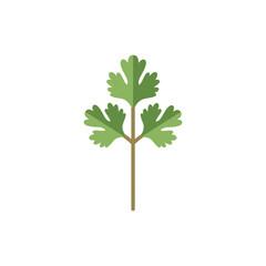 Coriander Herb Plant Flat Vector Graphic Botanical Icon
