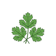 Coriander Leaves Overlapping Flat Botanical Icon