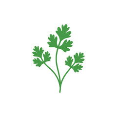 Coriander Plant Clean Flat Illustration Botanical Vector