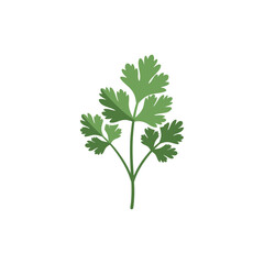 Fresh Coriander Plant Flat Vector Herb Art Illustration