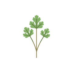 Coriander Plant Flat Color Vector Illustration Botanical Icon